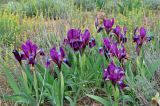 Iris scariosa. Цветущие растения. Калмыкия, Яшкульский р-н, окр. пос. Утта, степь. 18.04.2021.
