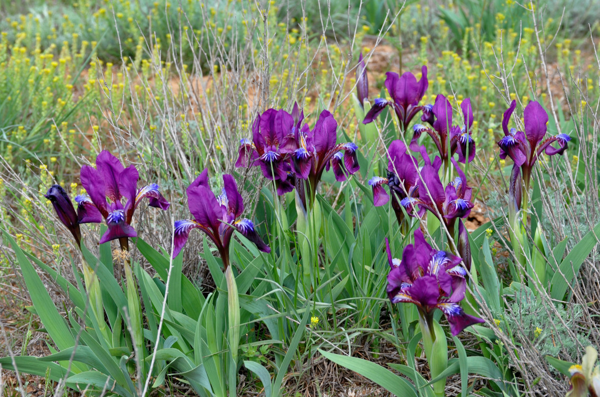 Изображение особи Iris scariosa.