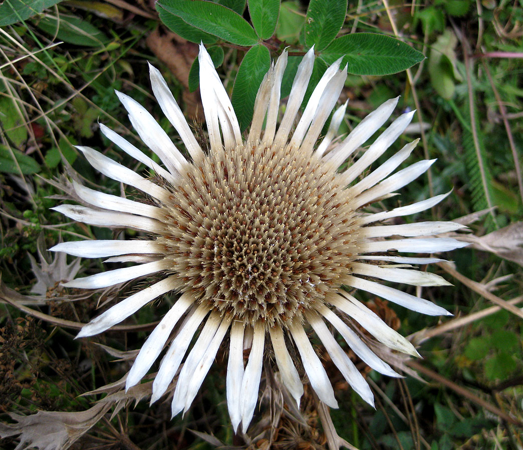 Image of Carlina acaulis specimen.