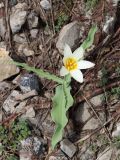 Tulipa kaufmanniana