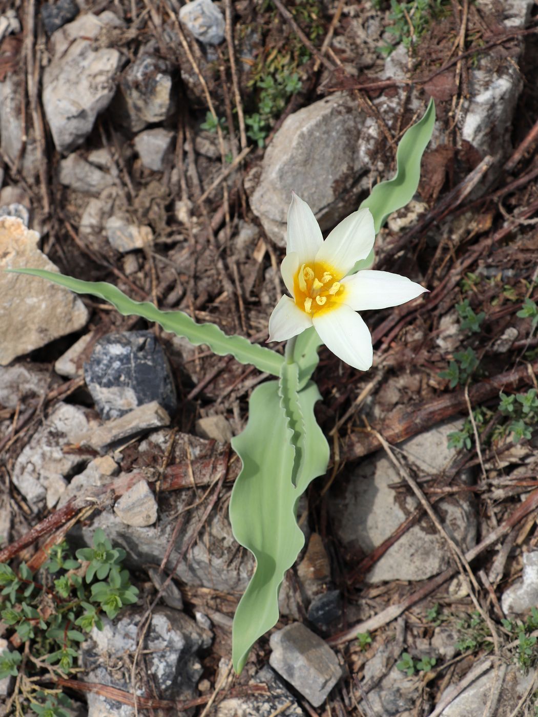 Изображение особи Tulipa kaufmanniana.