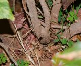 Acalypha wilkesiana