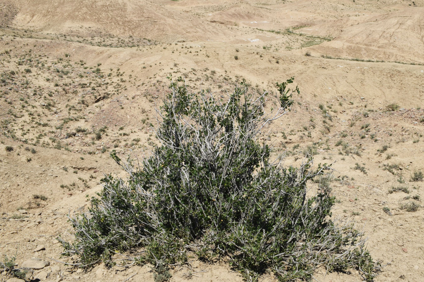 Изображение особи Zygophyllum atriplicoides.