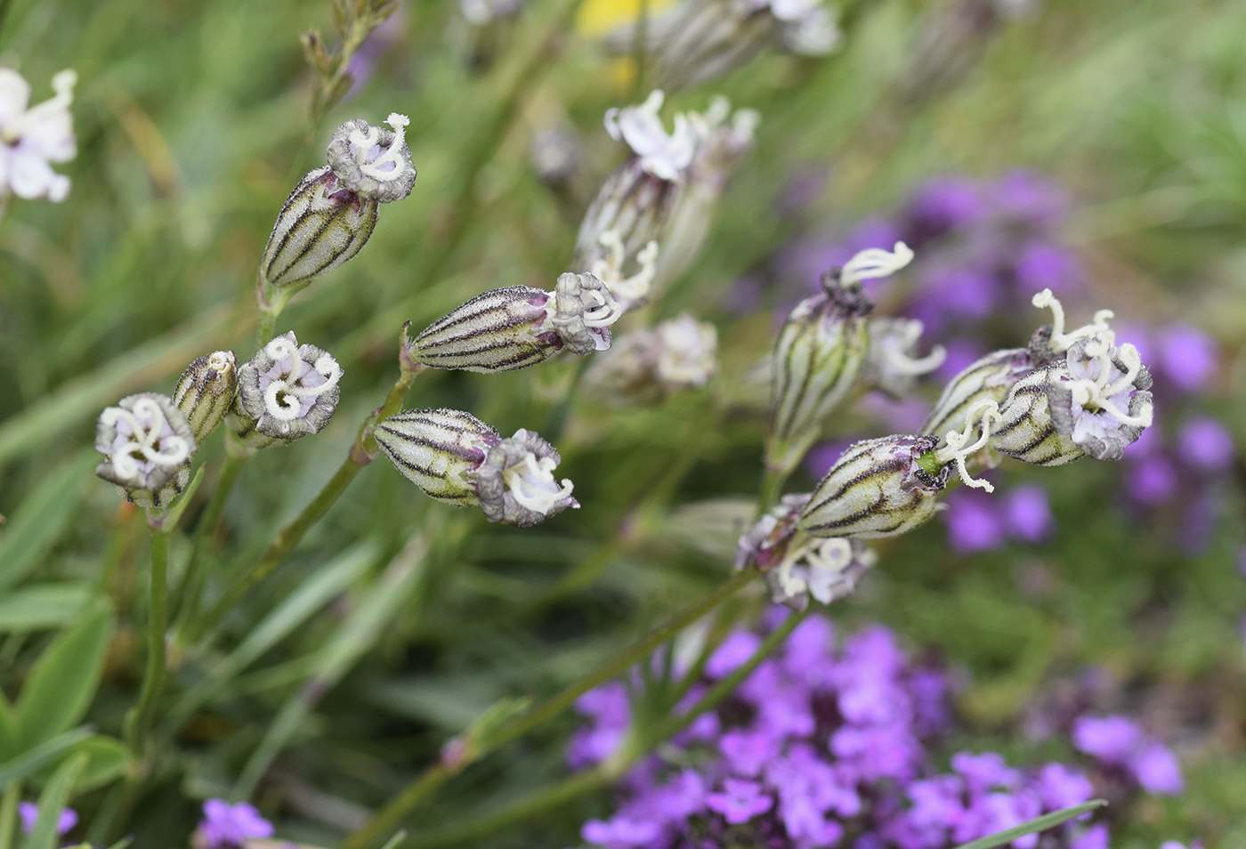Изображение особи Silene ciliata.
