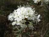 Ledum palustre