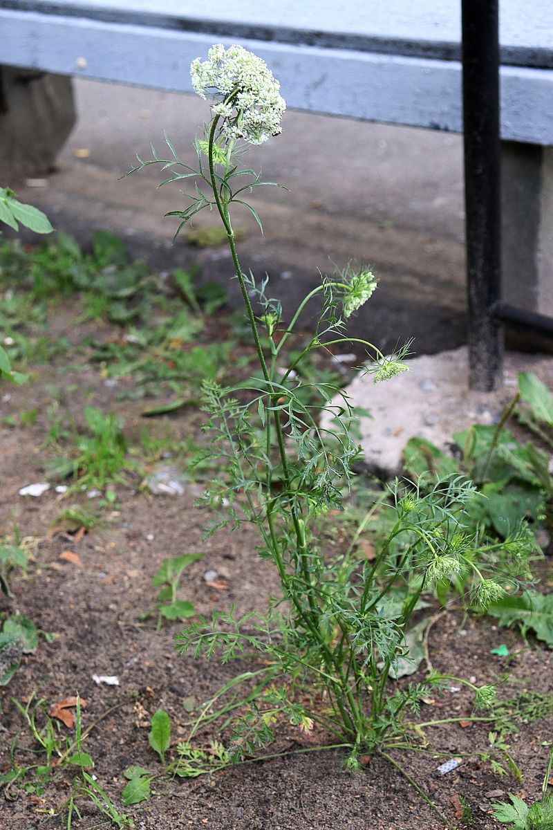 Image of Daucus sativus specimen.