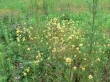 Linaria vulgaris
