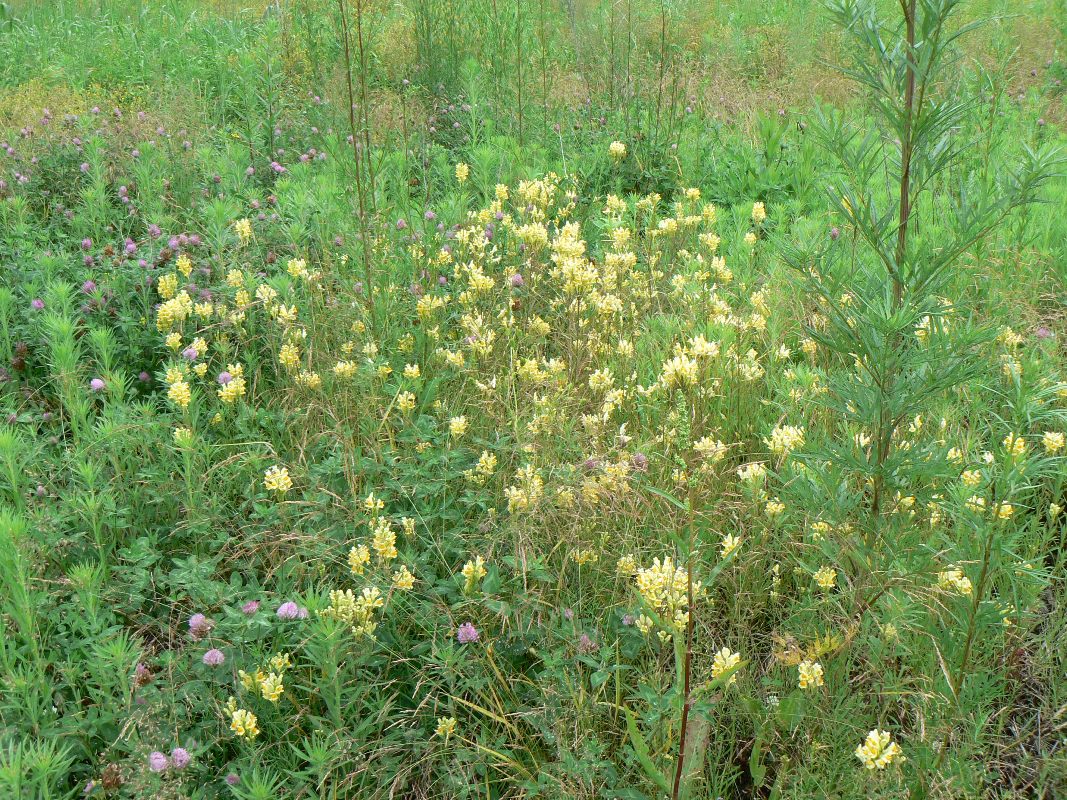 Image of Linaria vulgaris specimen.