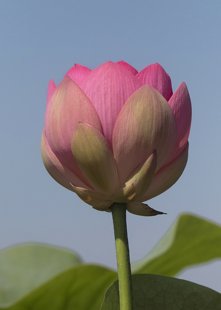 Image of Nelumbo caspica specimen.