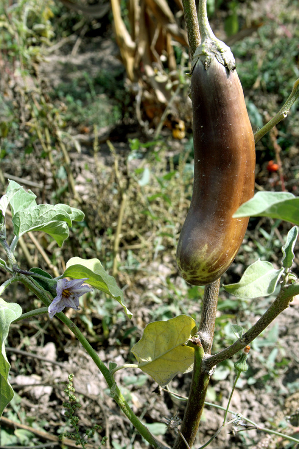 Image of Solanum melongena specimen.