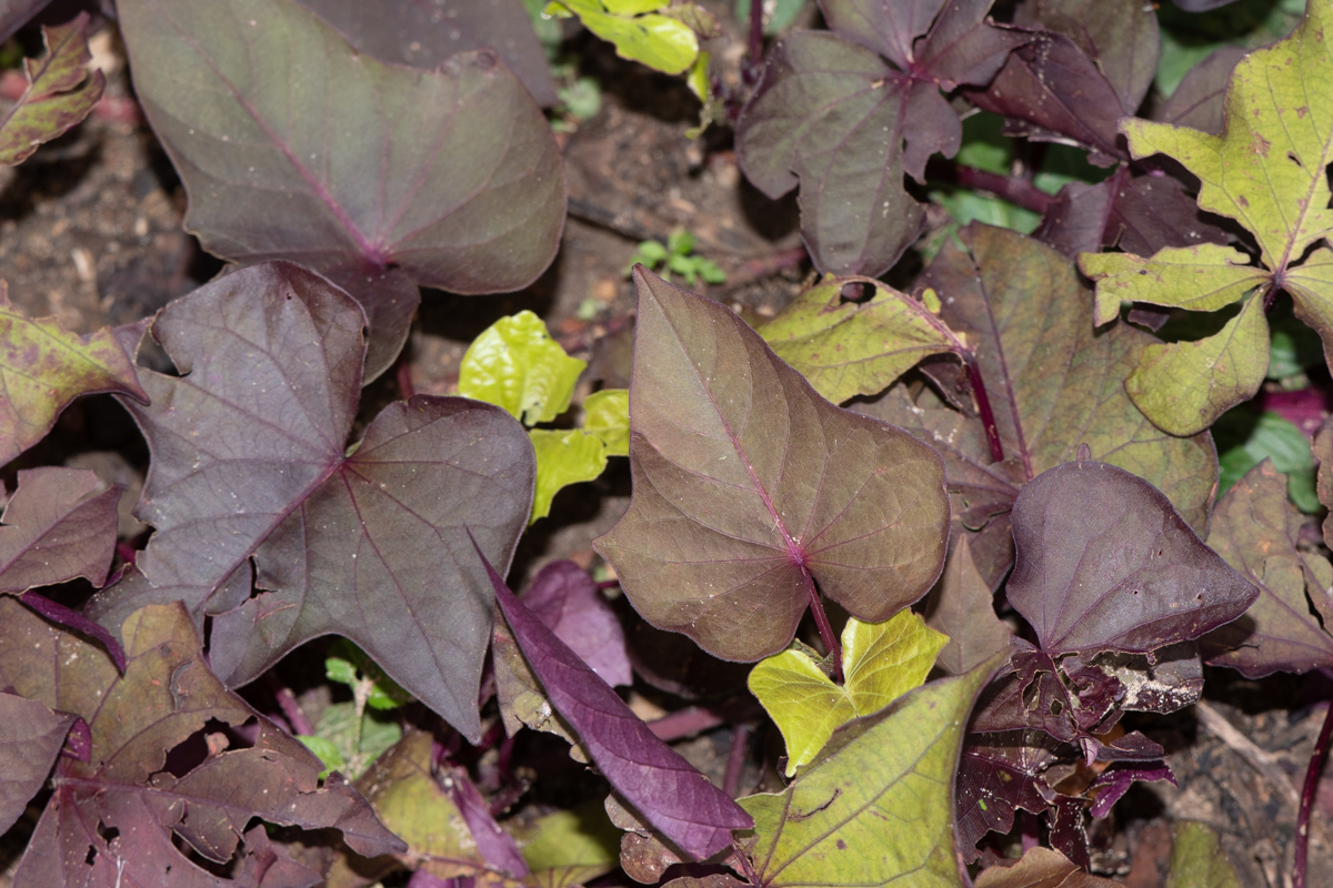 Изображение особи Ipomoea batatas.