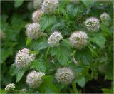 Physocarpus opulifolius