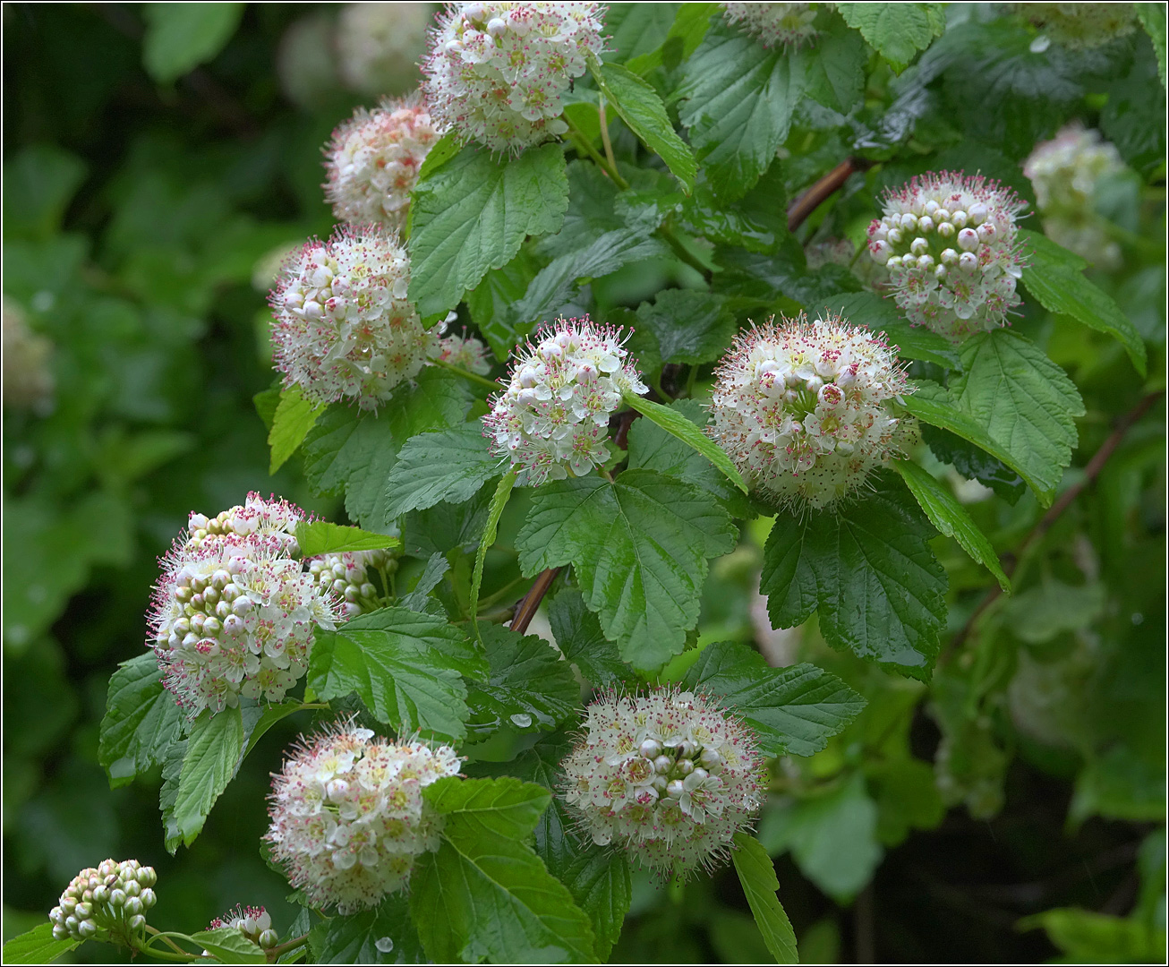 Image of Physocarpus opulifolius specimen.