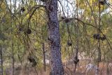 род Pinus