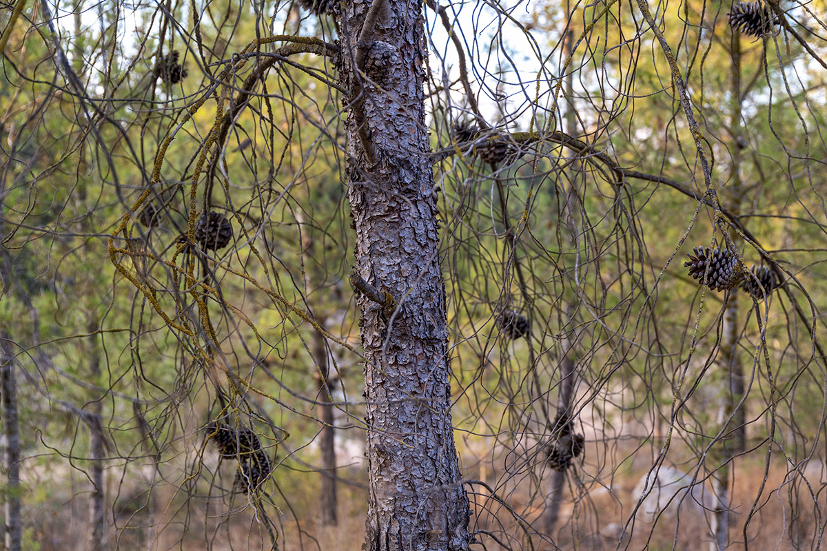 Image of genus Pinus specimen.