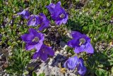 genus Campanula