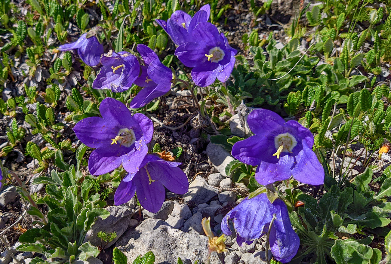 Изображение особи род Campanula.