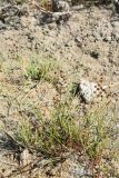 Juncus articulatus. Плодоносящее растение. Казахстан, Алматинская обл., Балхашский р-н, пойма р. Или, глинистый участок берега реки. 15 сентября 2021 г.