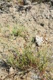 Juncus articulatus