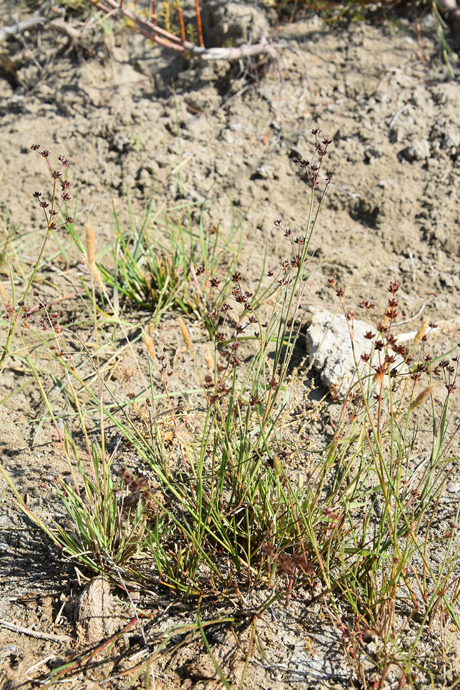 Изображение особи Juncus articulatus.