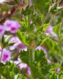 Pelargonium cucullatum