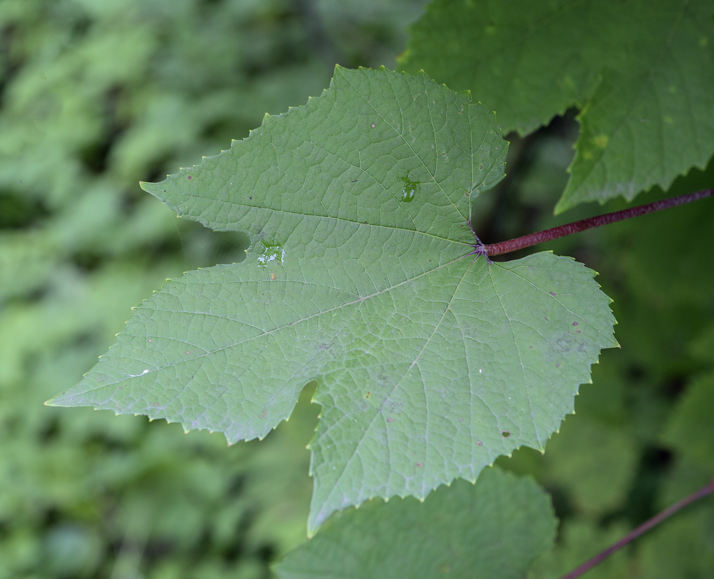 Изображение особи Vitis amurensis.