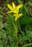 Gagea chlorantha. Цветущее растение. Азербайджан, Лерикский р-н. 13.04.2010.