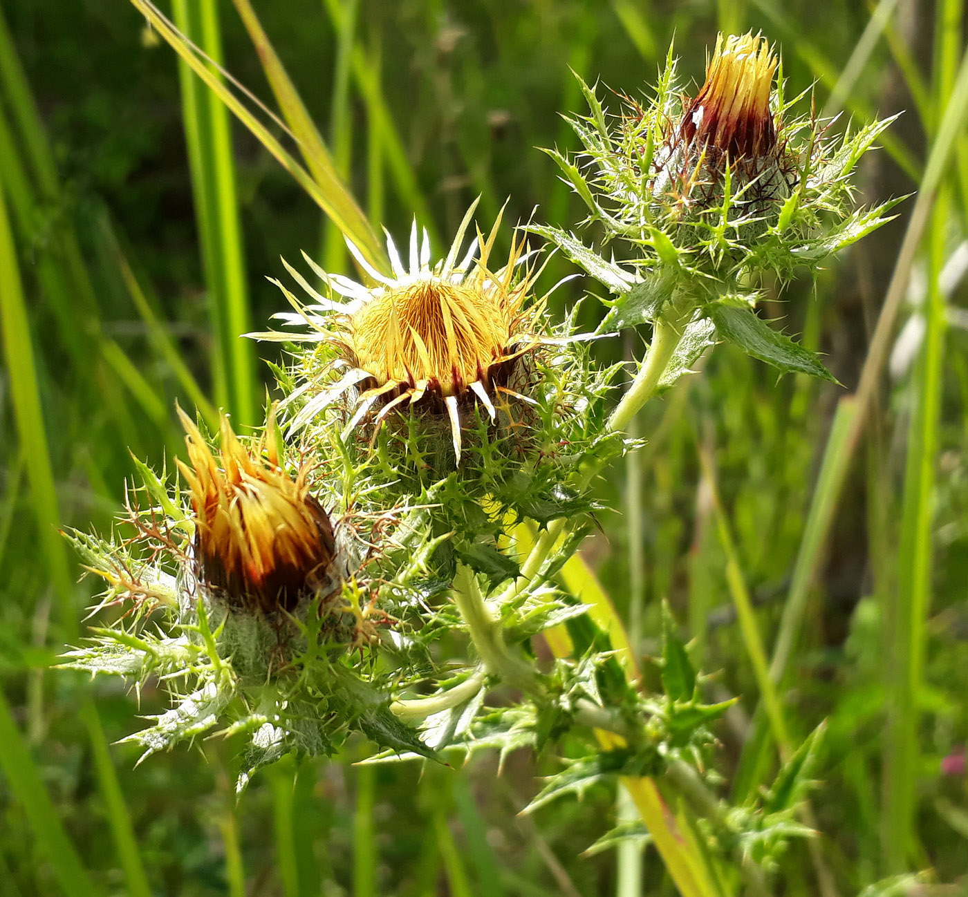 Image of Carlina biebersteinii specimen.