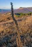 Verbascum thapsus. Верхушка плодоносящего растения. Крым, гора Южная Демерджи, степной склон. 30.10.2021.