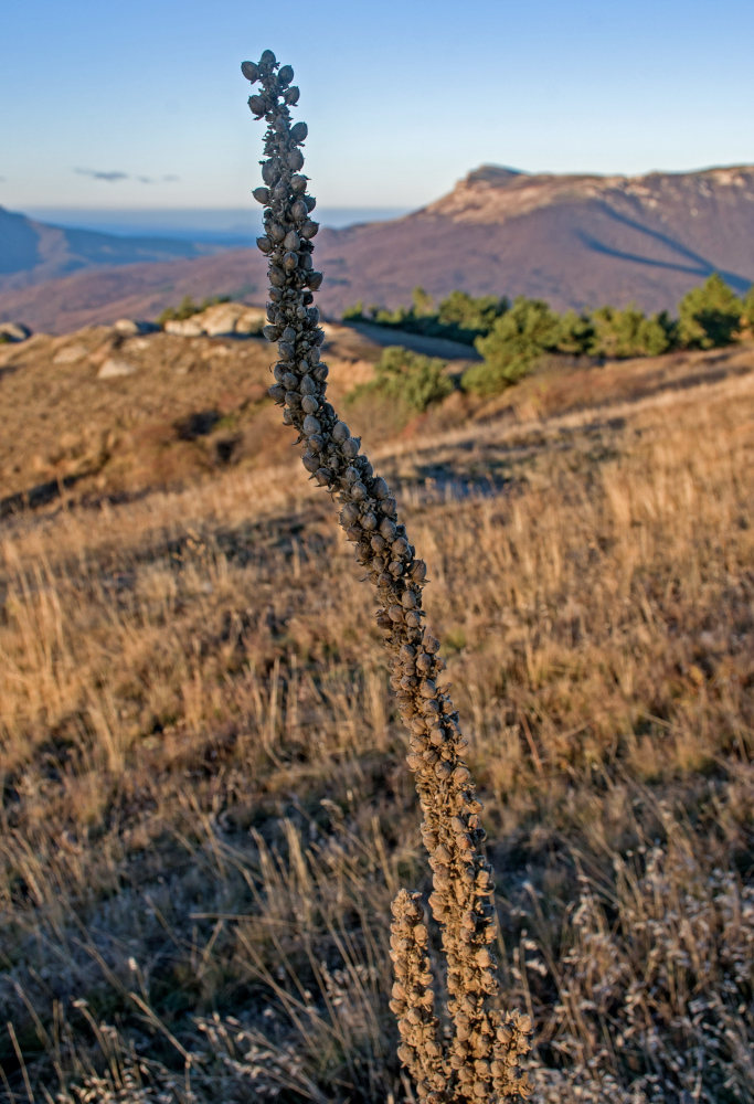Image of Verbascum thapsus specimen.