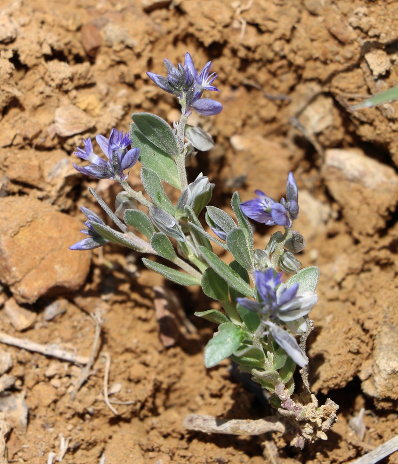 Image of Polygala hohenackeriana specimen.