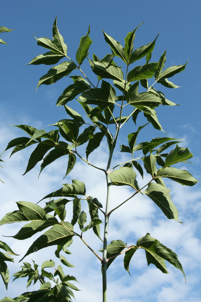 Image of Acer negundo specimen.