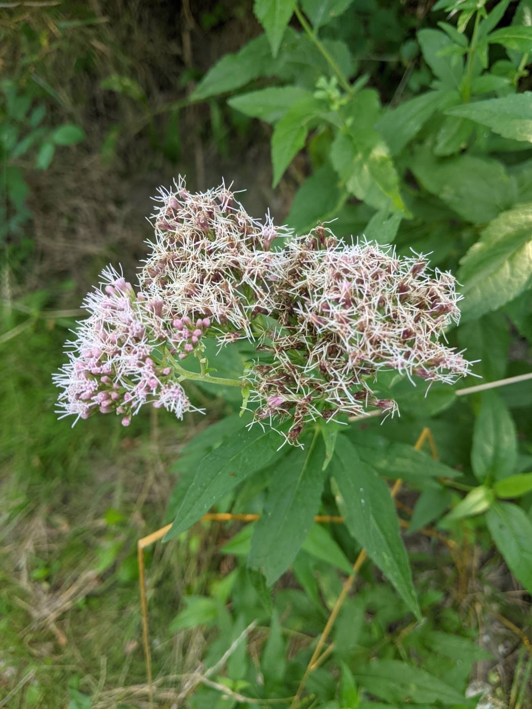 Image of Eupatorium cannabinum specimen.