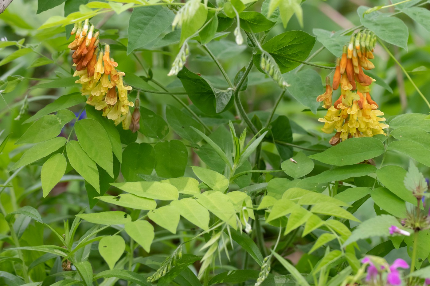 Image of Vicia crocea specimen.