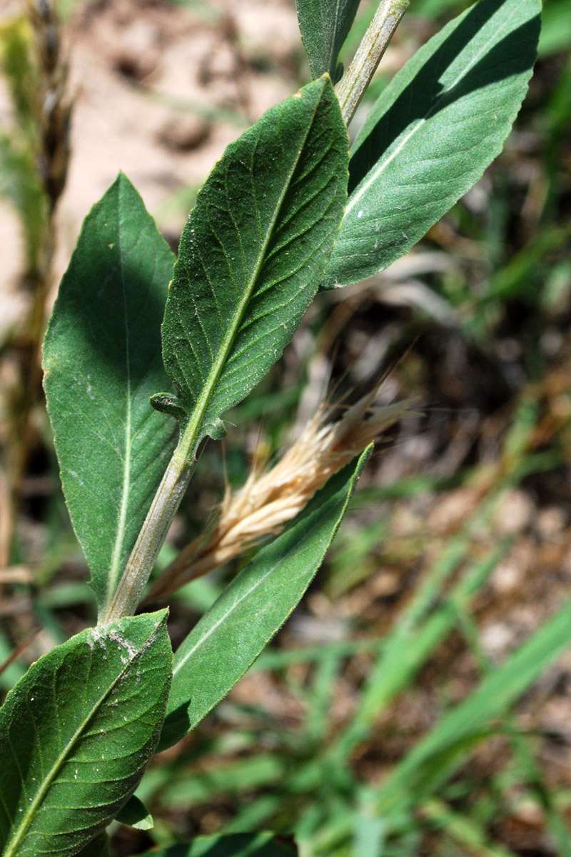Изображение особи Stizolophus balsamita.