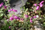 Phlox stolonifera. Верхушки цветущих растений. Томская обл., г. Томск, Академгородок, в культуре. 25.05.2022.