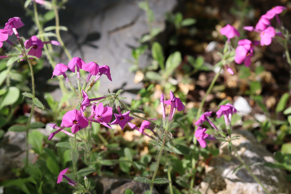 Image of Phlox stolonifera specimen.