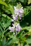 Galega officinalis. Верхушка побега с соцветиями. Краснодарский край, Лазаревский р-н, мкр-н Дагомыс, гора Успенка, 100 м н.у.м., поляна. 12.06.2022.