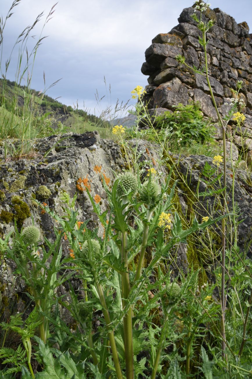 Image of Echinops sphaerocephalus specimen.