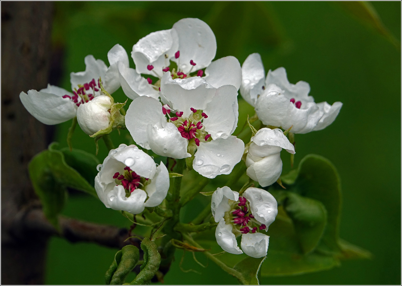 Image of Pyrus communis specimen.