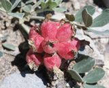 Astragalus calycinus. Соплодие. Дагестан, Буйнакский р-н, окр. Чиркейского вдхр., глинистые обнажения. 27 мая 2022 г.