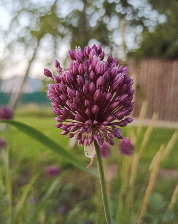 Image of Allium rotundum specimen.