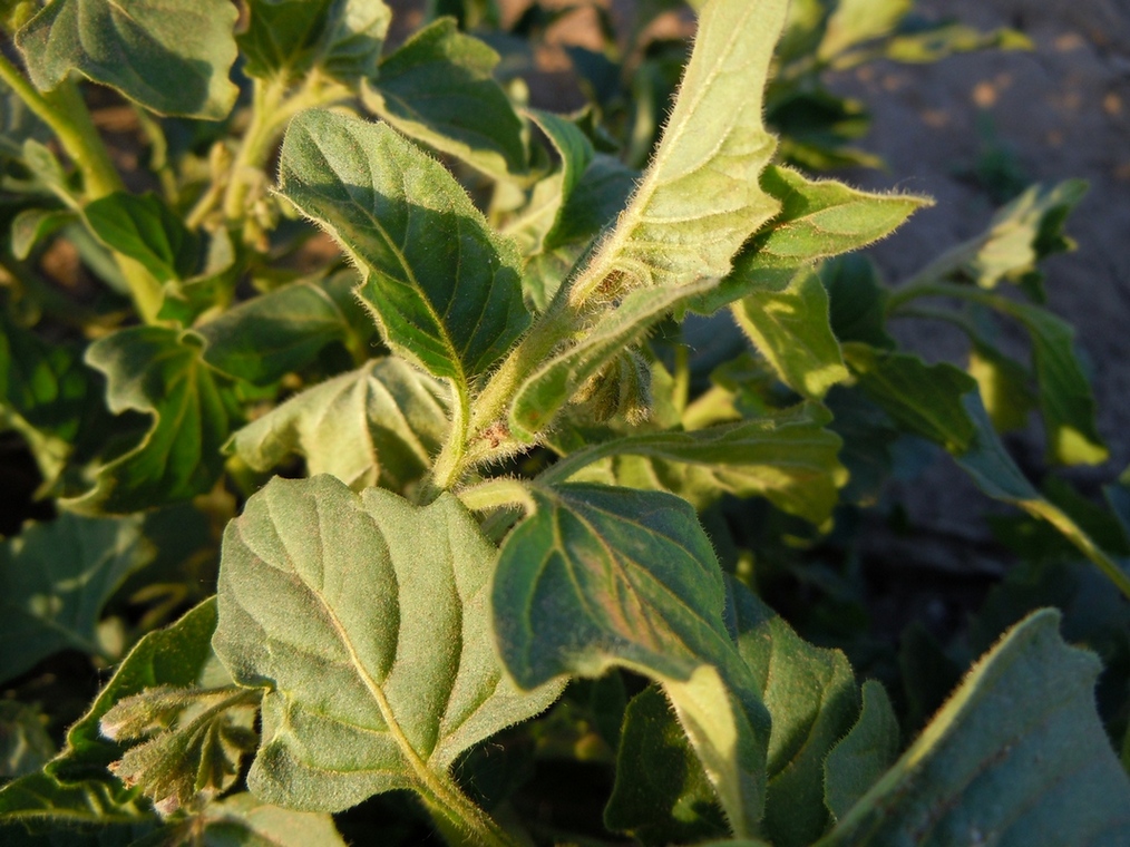 Image of Solanum nitidibaccatum specimen.