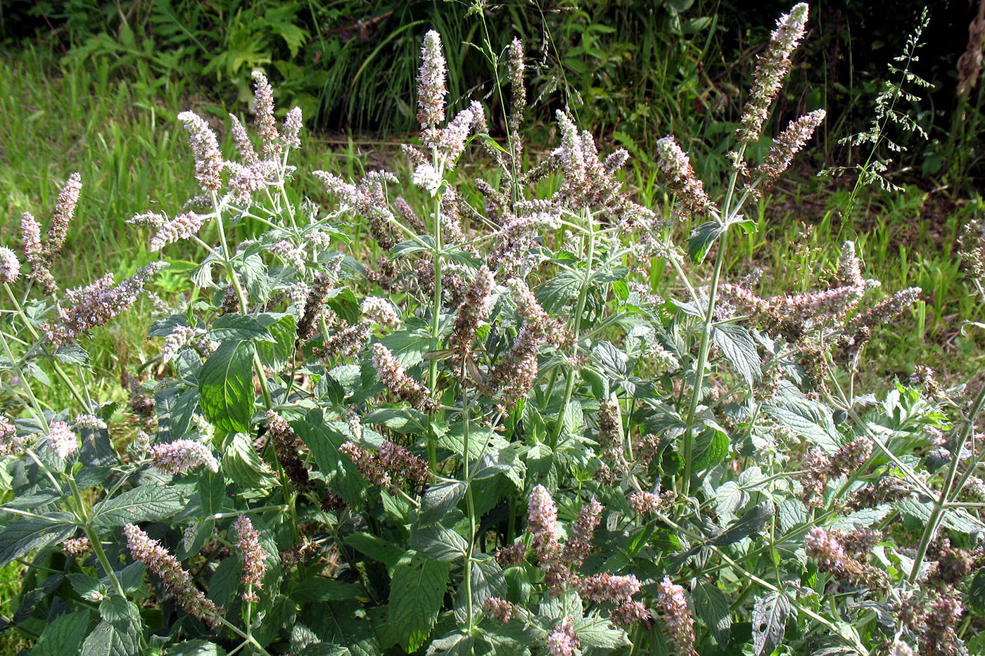 Изображение особи Mentha longifolia.