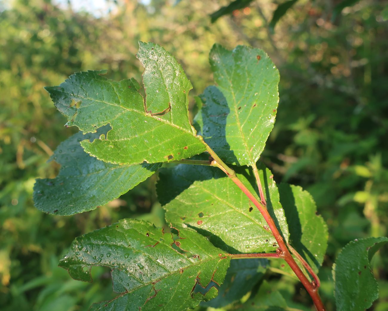 Изображение особи Prunus insititia.