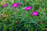 Dianthus caucaseus