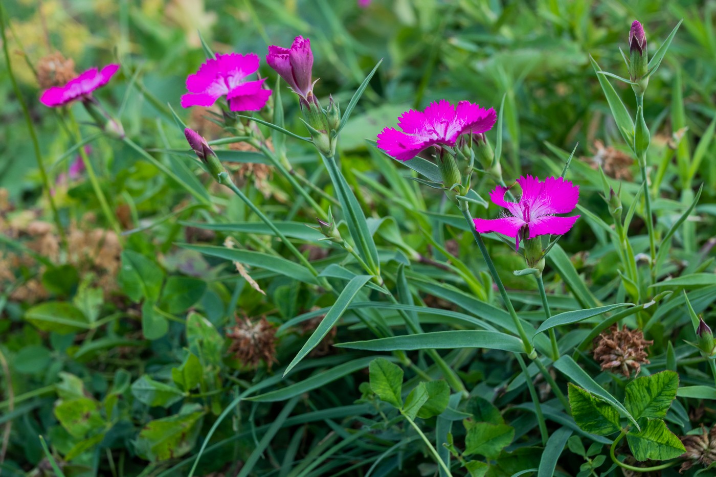 Image of Dianthus caucaseus specimen.