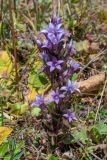 Gentianella biebersteinii