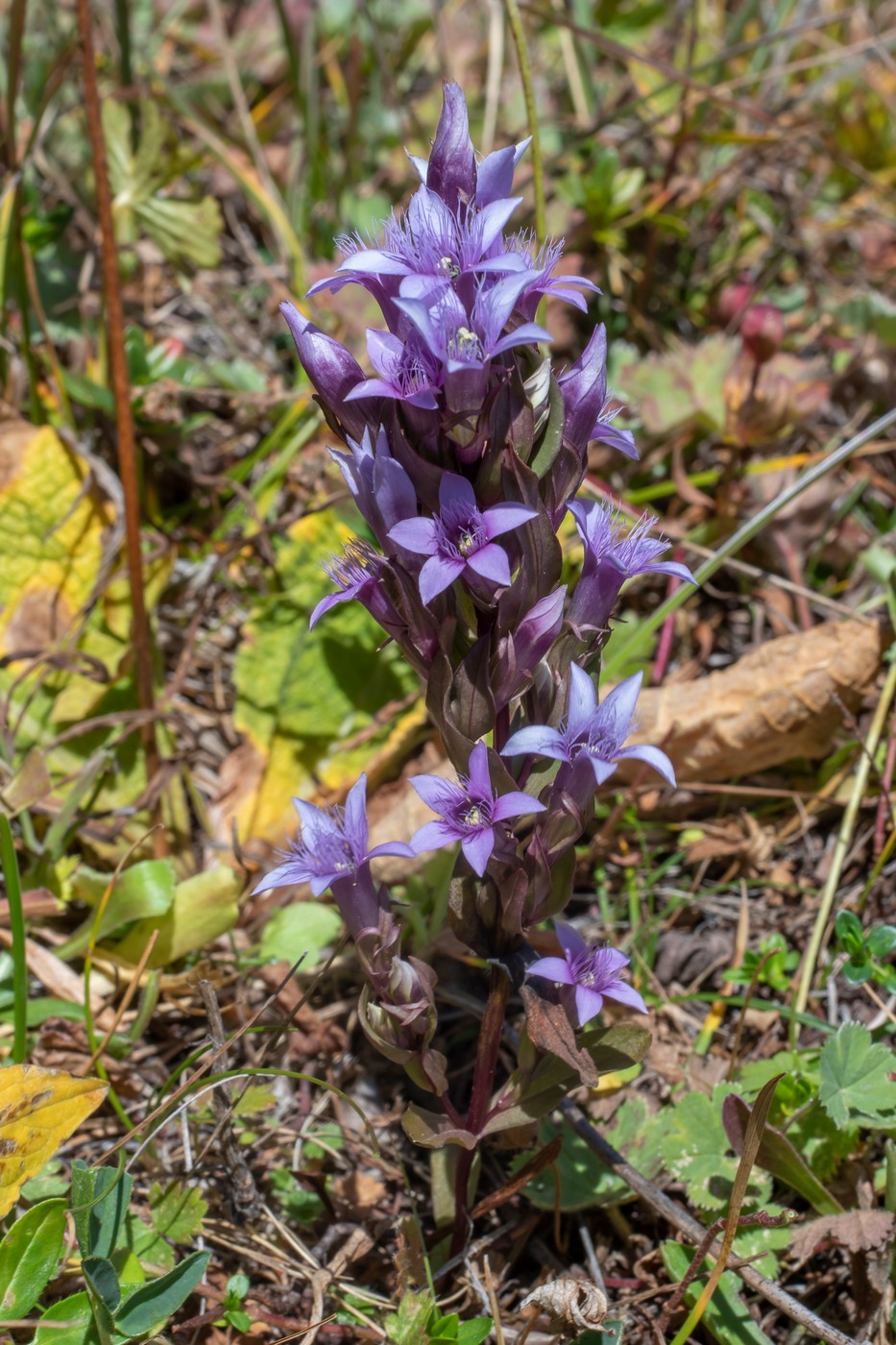 Image of Gentianella biebersteinii specimen.