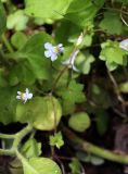 Cymbalaria muralis. Цветки. Томская обл., г. Томск, Академгородок, в культуре. 15.06.2022.